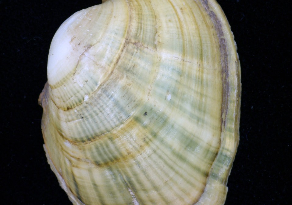 Creation Season: White catspaw mussel