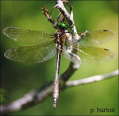 A female Hine's emerald dragonfly | Photo by Paul Burton