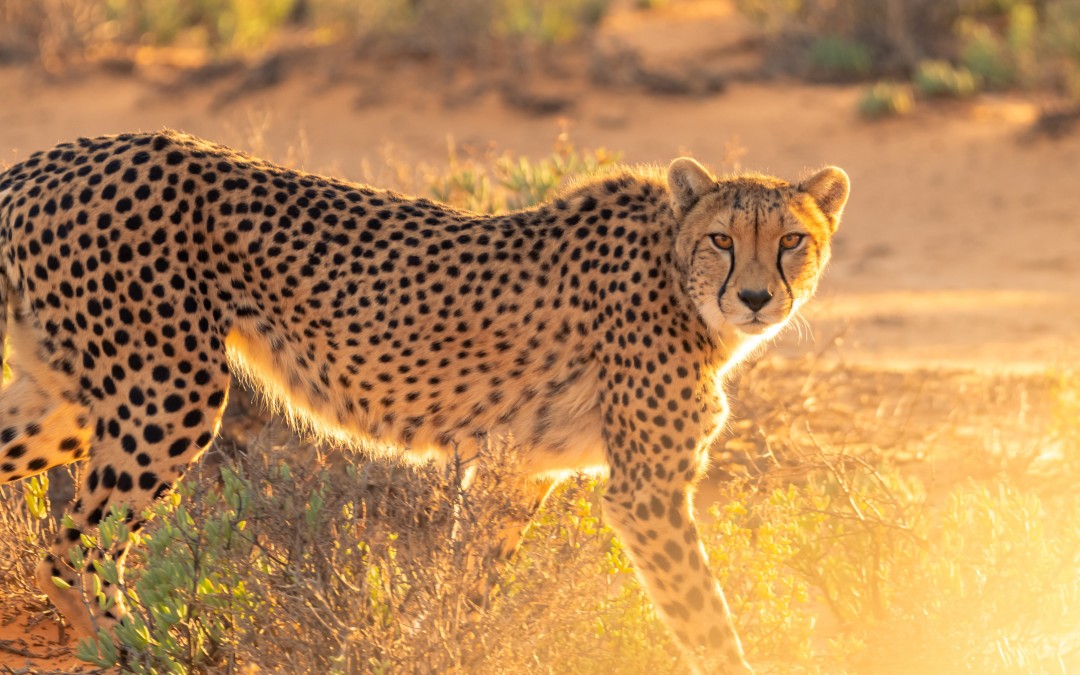 Creation Season:  Cheetahs