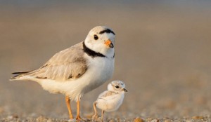 piping-plover-743x431